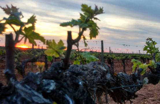 Wijngaard met oude stokken