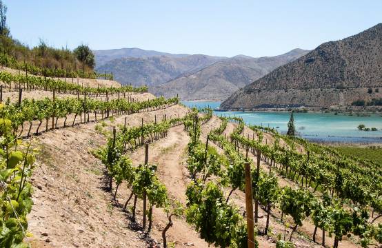 Uitzicht op de wijngaarden van Viña Falernia