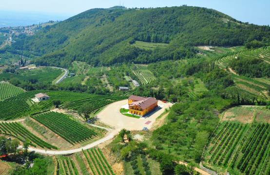 Het domein temidden van de wijngaarden