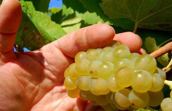 Melon de bourgogne (de druif voor Muscadet)