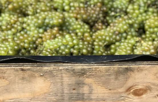 Verse oogst chardonnaydruiven